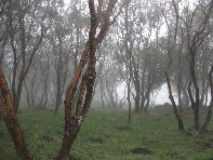 fugio Saletti-Ginsestra 20101010 009